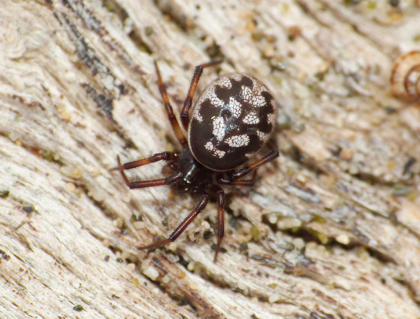 Steatoda albomaculata